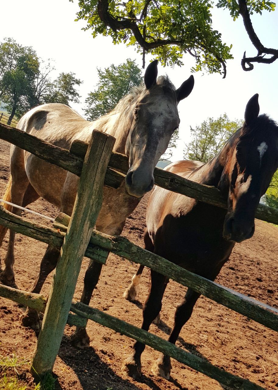 Horseback riding